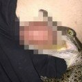 cocodrilo muerde testiculo