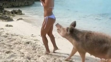 Michelle-Lewin-atacada-por-cerdos