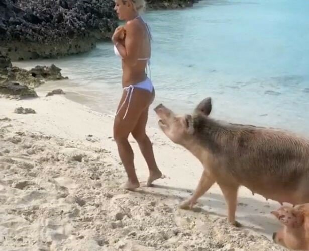 Michelle-Lewin-atacada-por-cerdos